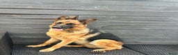 German Shepherd dogs for sale: Top Quality trained Guard Dog GSD female puppy - Advert 7