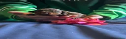 Dobermann dogs for sale: 7 beautiful Dobbman puppies  - Advert 14