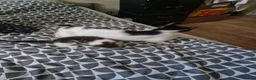 Mixed Breed cats for sale: Kitten for sale  - Advert 23
