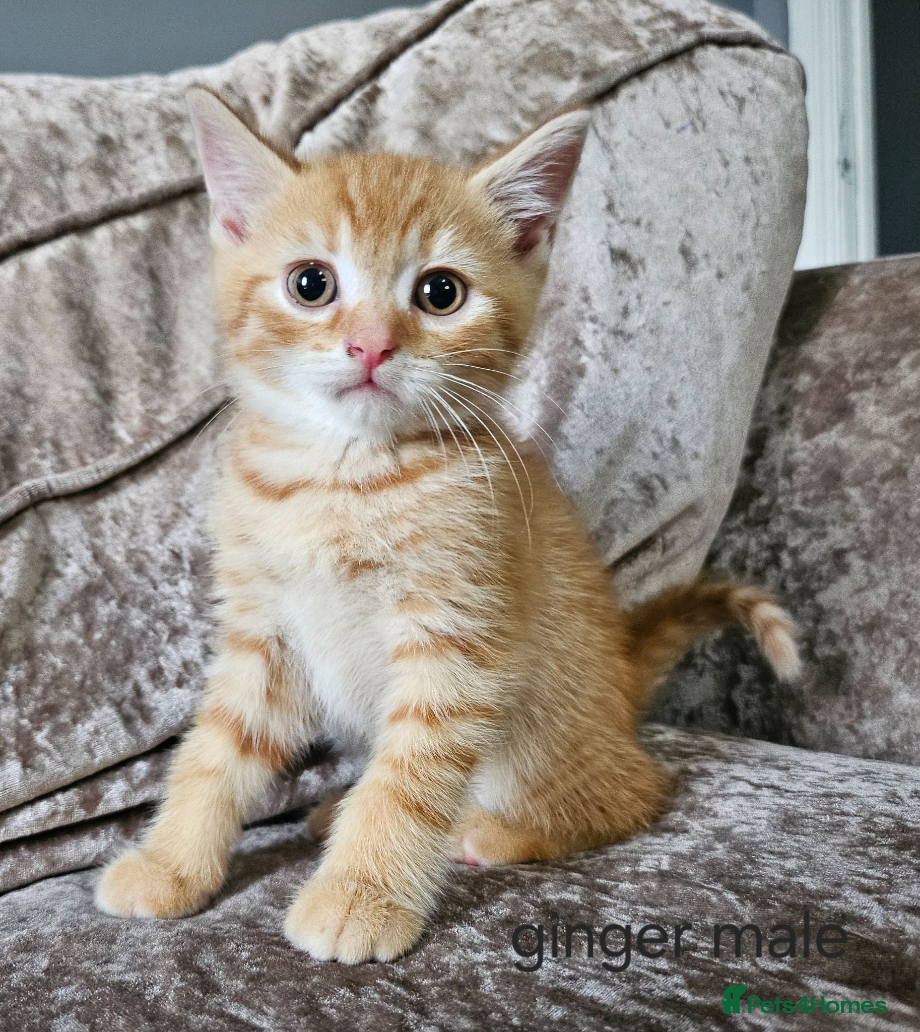 Mixed Breed cats 5 kittens x British blue shorthairs - Advert 11