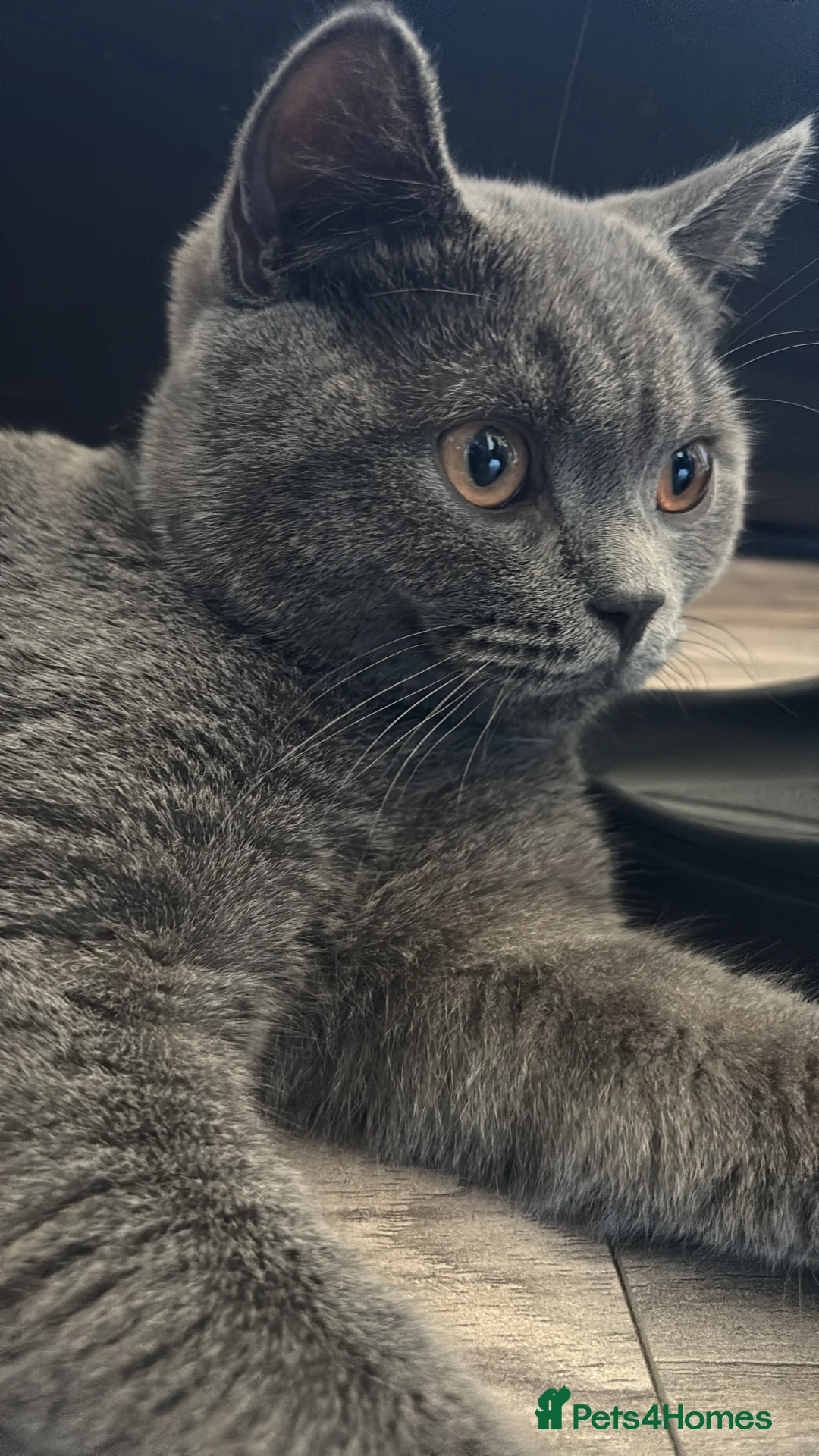 British Shorthair cats for sale: Pedigree British short hair male cats  - Advert 5