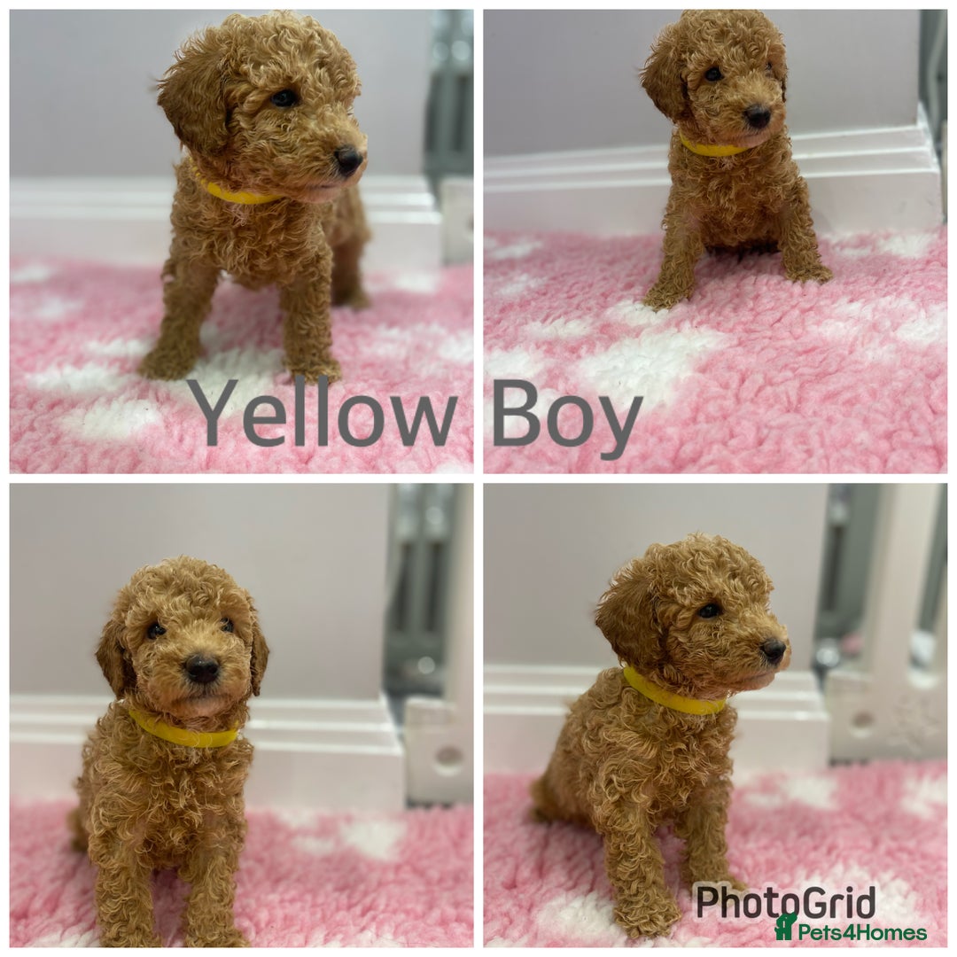 Labradoodle dogs for sale: Multi- Generation Toy/Mini parti Labradoodles   - Advert 12