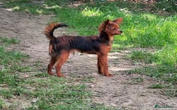 Russian Toy Terrier dogs for sale: Russain toys. - Image 5