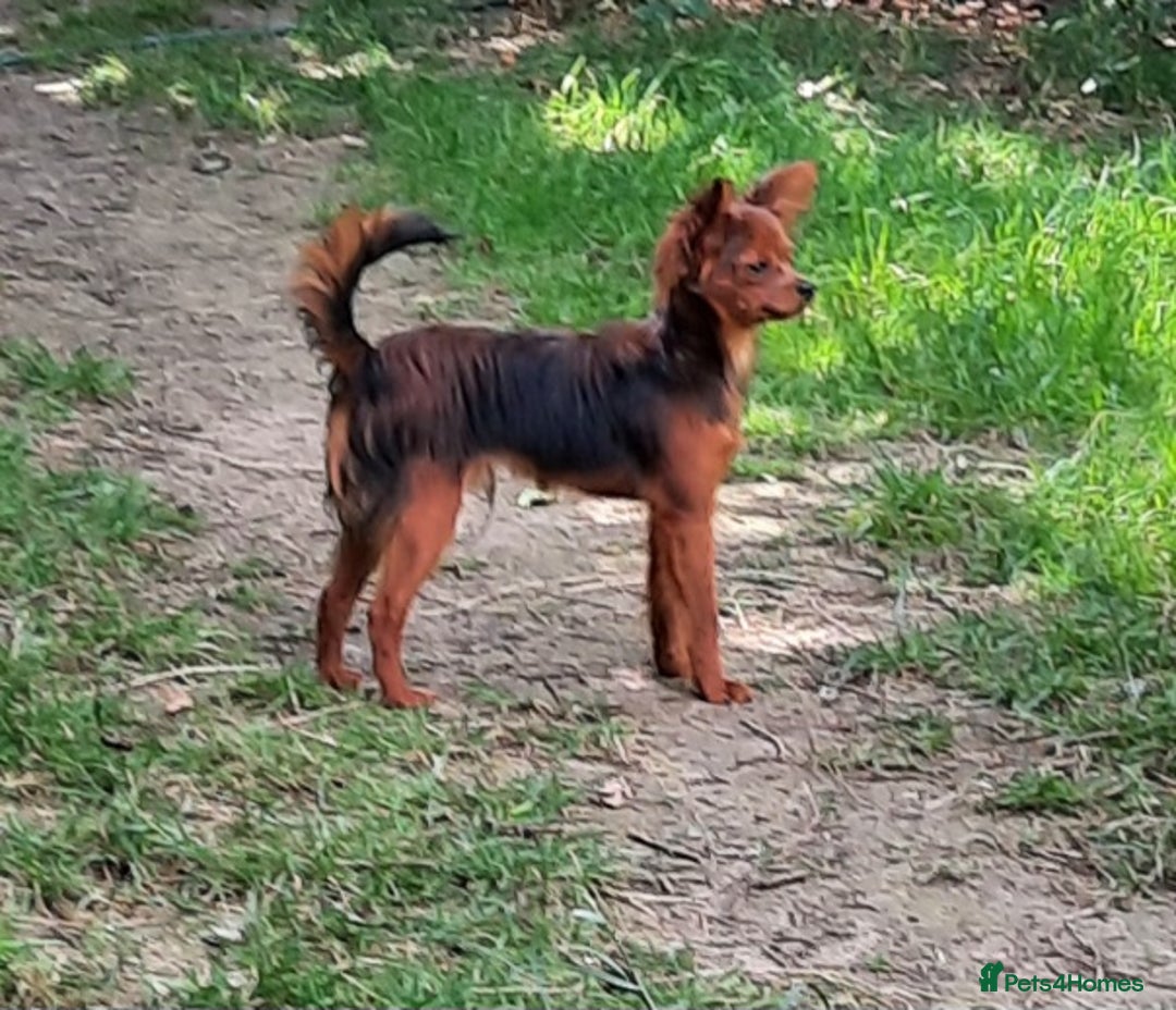 Russian Toy Terrier dogs for sale: Russain toys. - Image 5