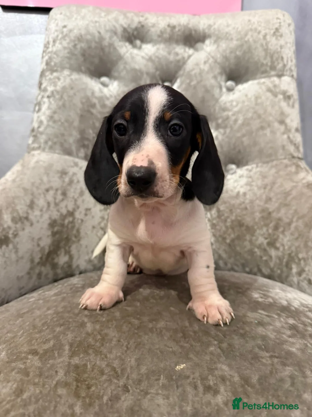 Miniature Dachshund dogs for sale: REDUCED Venus Rocket and Comet piebald dachshunds  - Advert 23