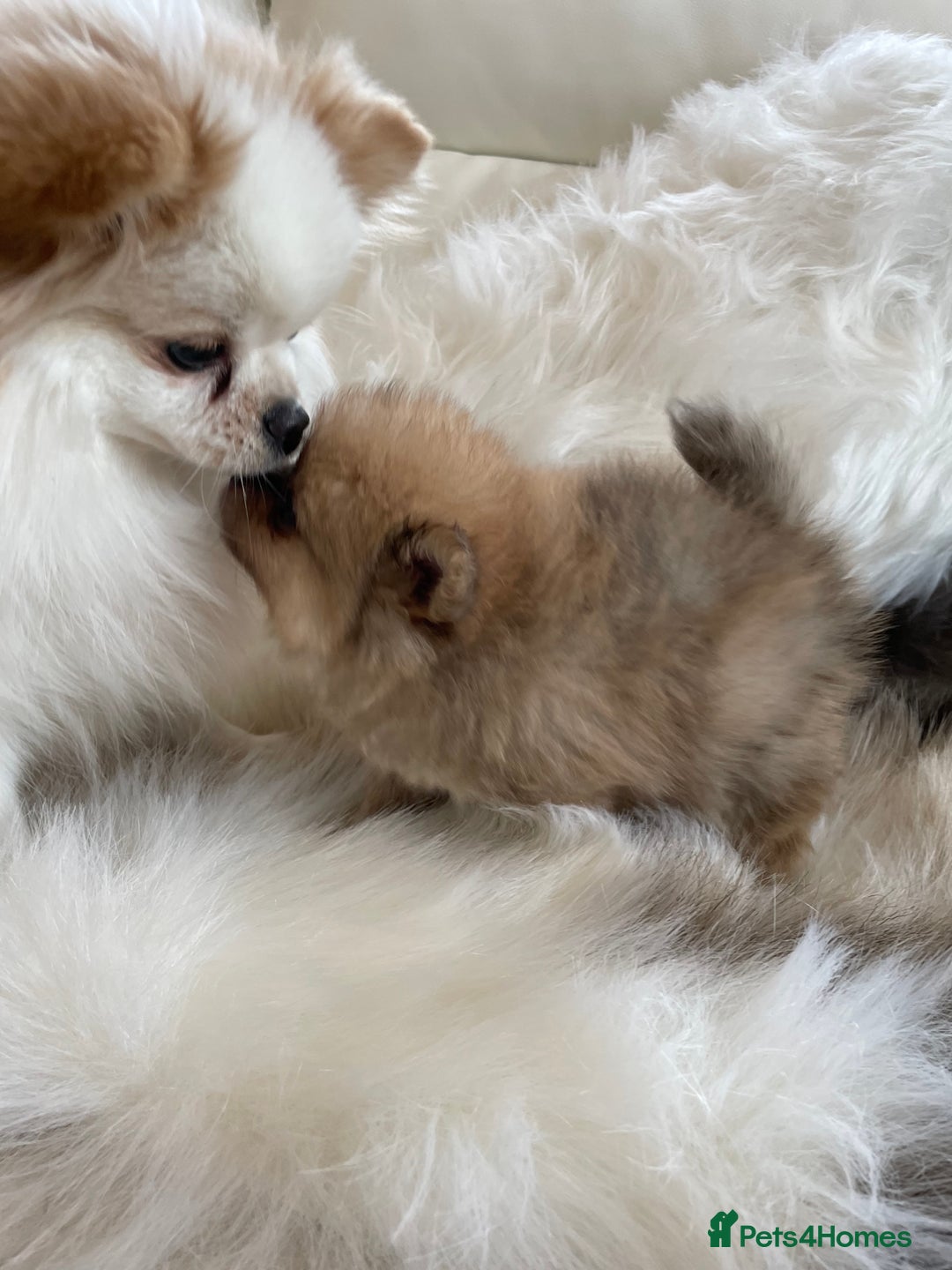 Pomeranian dogs for sale: OUTSTANDING KC POMERANIAN PUPPYS AVAILABLE  - Advert 9