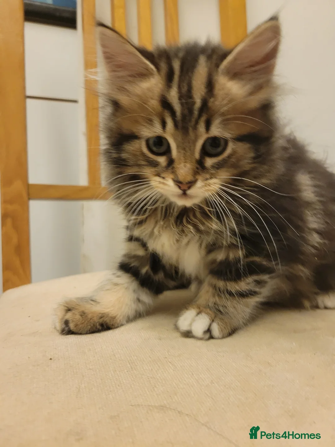 Mixed Breed cats for sale: Only one girl left - Advert 10