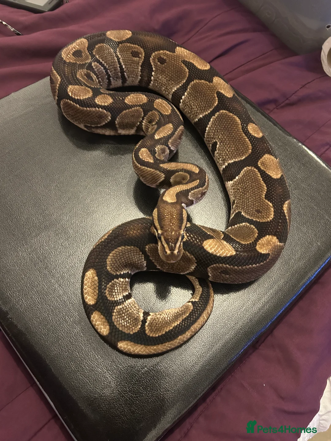 Snake reptiles for sale: Male ball python for sale  in Southminster - Advert 2