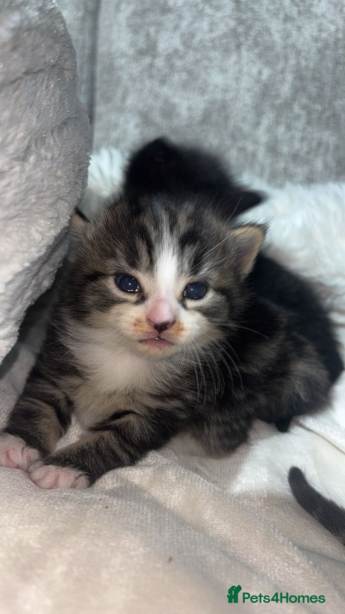 Mixed Breed cats 5x Kittens - Advert 17