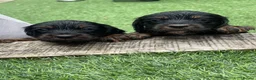 Cocker Spaniel dogs for sale: Beautiful working cocker spaniel puppies - Advert 5