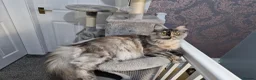 Maine Coon cats for sale: Beautiful GCCF Registered female  - Advert 4
