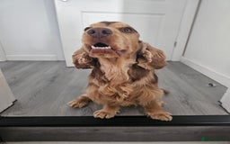 Cocker Spaniel dogs for sale: 1 year old cocker spaniel PLEASE READ! - Image 7