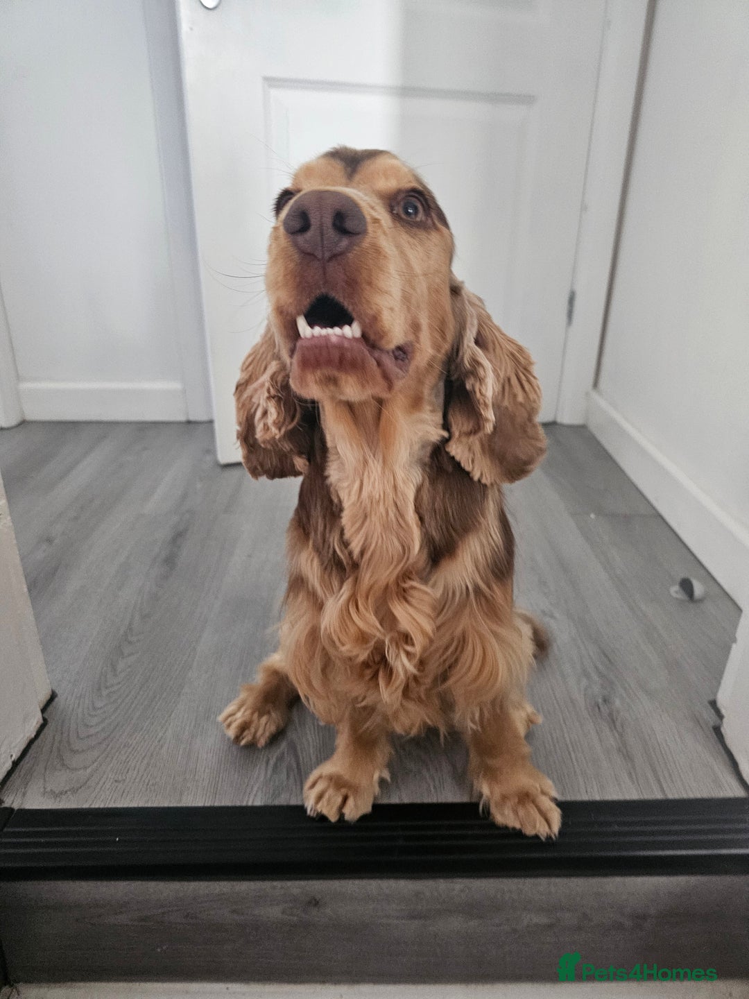 Cocker Spaniel dogs for sale: 1 year old cocker spaniel PLEASE READ! - Image 7