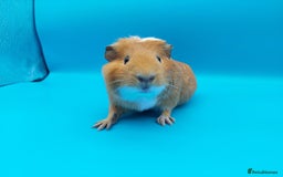 Guinea Pig rodents for sale: Guinea Pig Sow Female (red and white smooth) - Advert 1