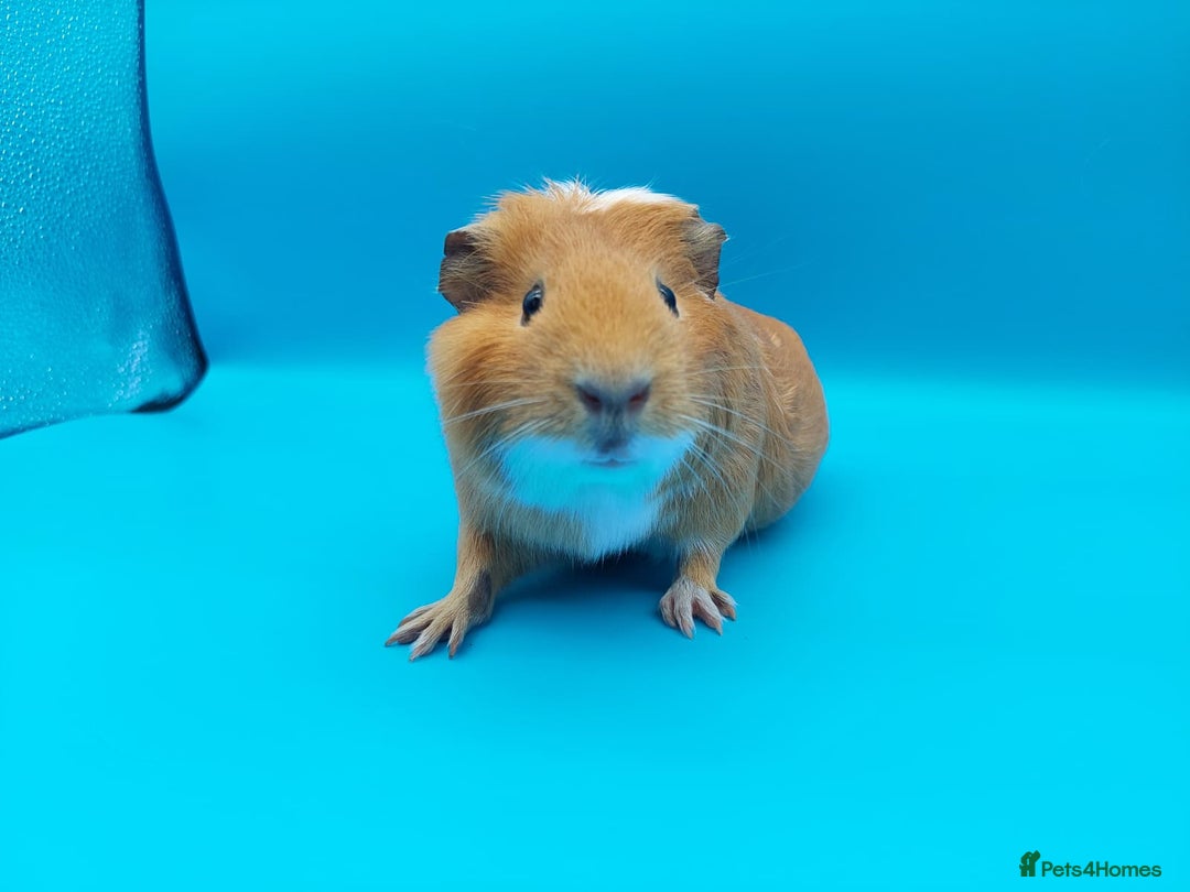 Guinea Pig rodents for sale: Guinea Pig Sow Female (red and white smooth) - Advert 1