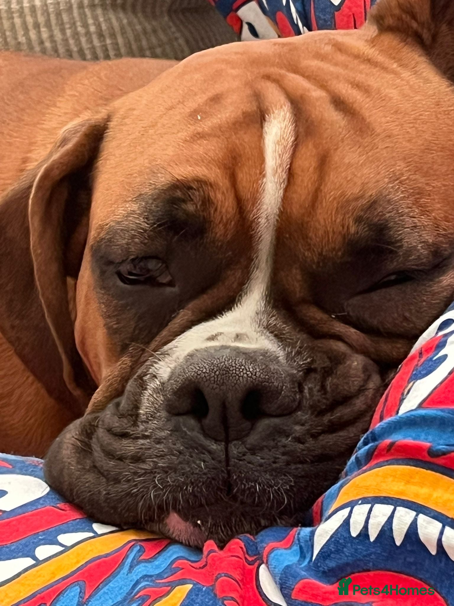 Boxer dogs Last 1 adorable boxer puppy available  - Advert 17