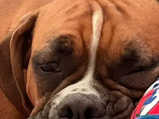 Boxer dogs Last 1 adorable boxer puppy available - Advert 17