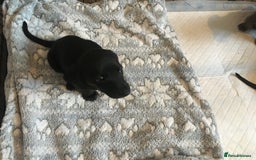 Miniature Dachshund dogs for sale: Miniature dachshund baby’s  - Image 24