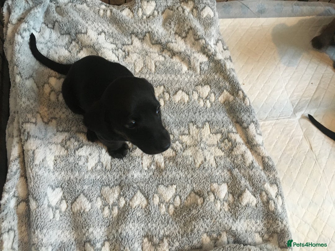 Miniature Dachshund dogs for sale: Miniature dachshund baby’s  - Image 24