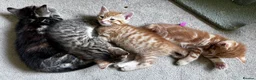 Mixed Breed cats for sale: Amiable mixed kittens  - Advert 5
