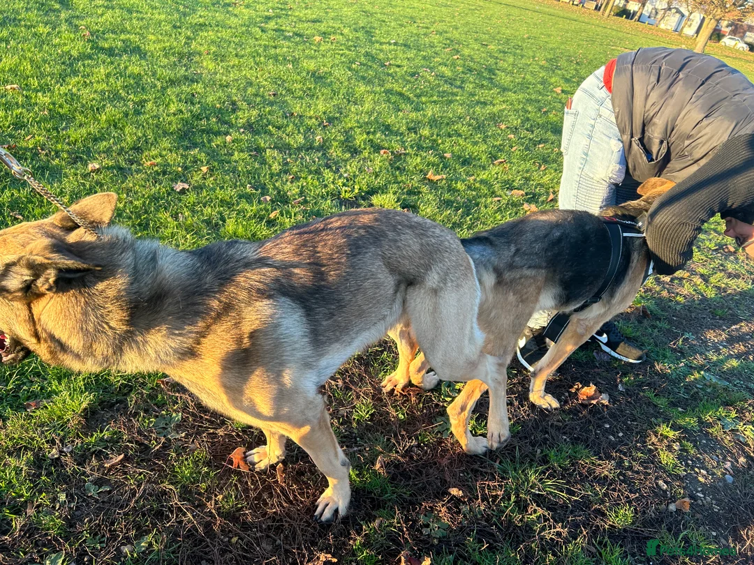 German Shepherd dogs for stud: PROVEN BIG BONED GERMAN SHEPHERD FOR STUD  in Romford - Advert 17