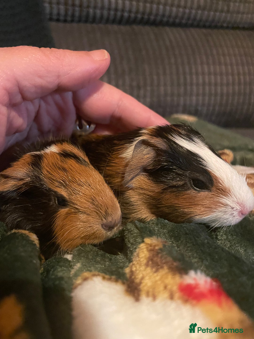Guinea Pig rodents for sale: Two beautiful tricolour boars ready for a new home - Advert 1