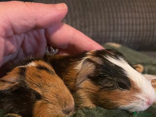 Guinea Pig rodents Two beautiful tricolour boars ready for a new home - Advert 17