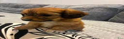 Dachshund dogs for sale: KC REG long haired miniature dachshund - Advert 25