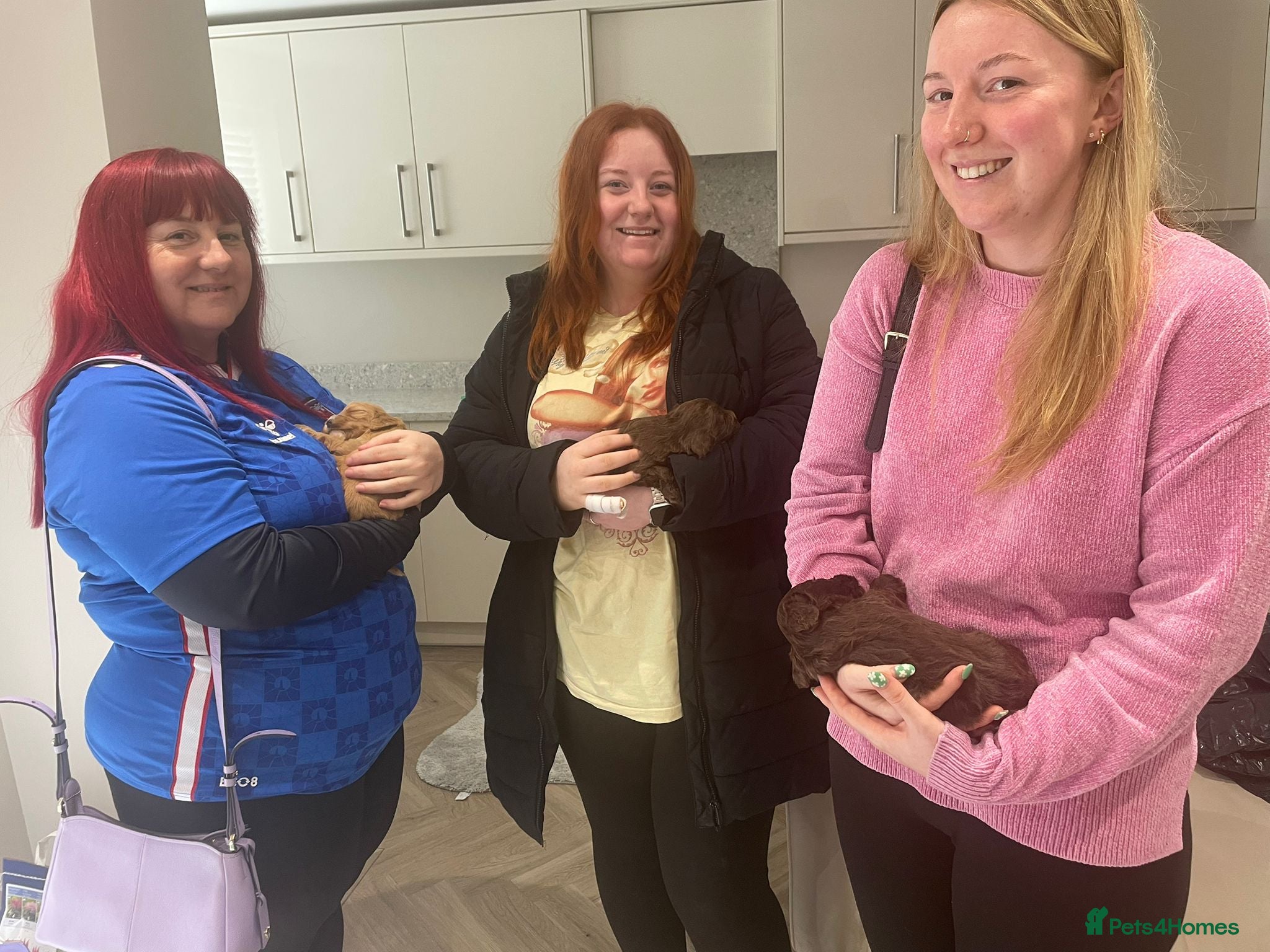 Cockapoo dogs F1 cockapoo p,a,r clear - Advert 5