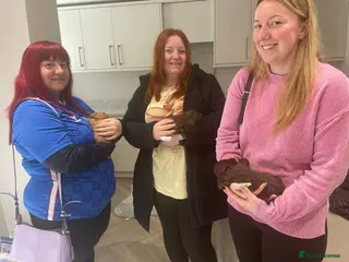 Cockapoo dogs F1 cockapoo p,a,r clear - Advert 5