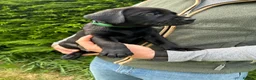 Labrador Retriever dogs for sale: KC Black Labrador puppy's  - Advert 10