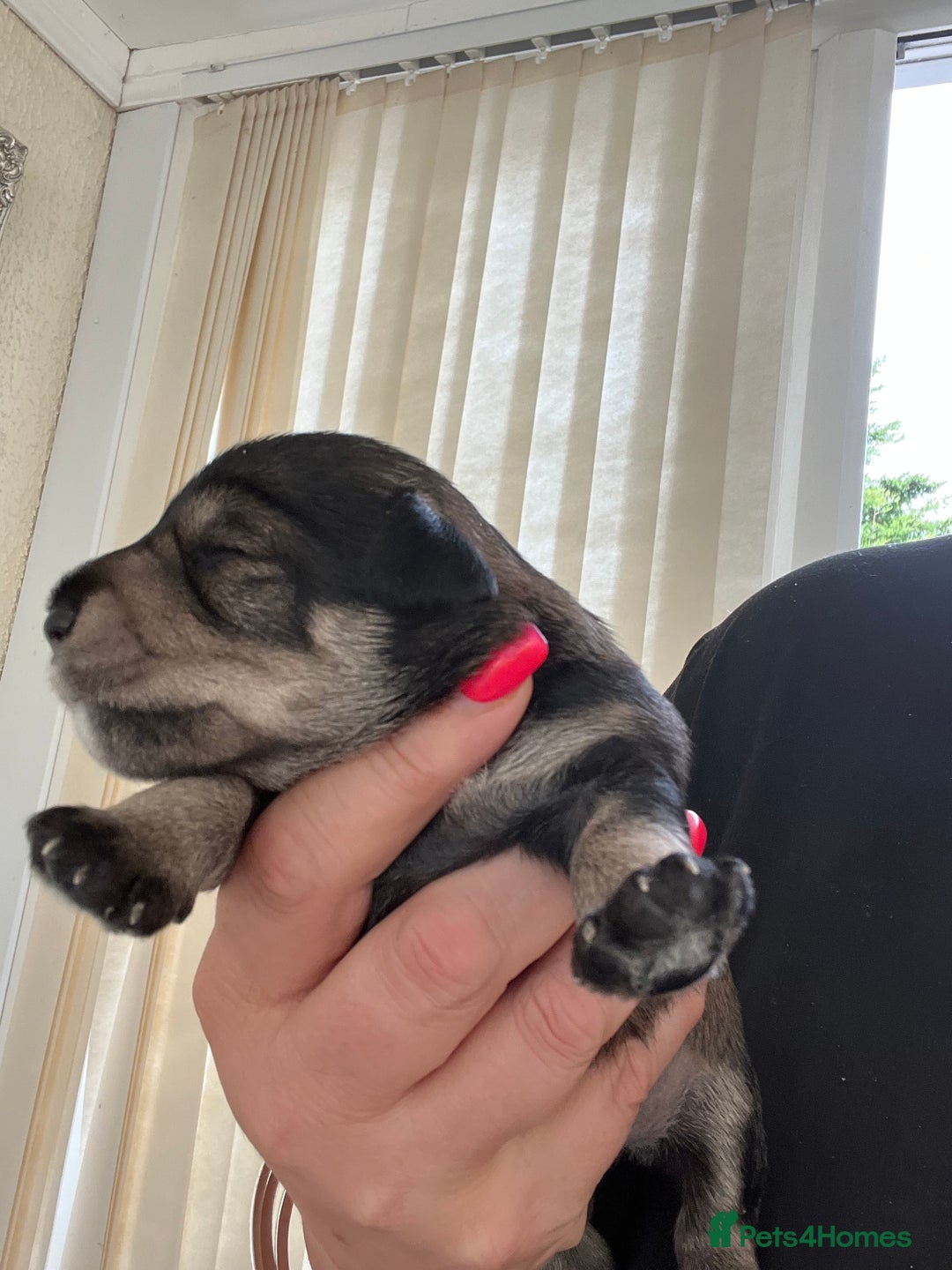 Mixed Breed dogs for sale: 🐾🐶Schnauzer/ Schnoodles 🐶🐾 - Image 6