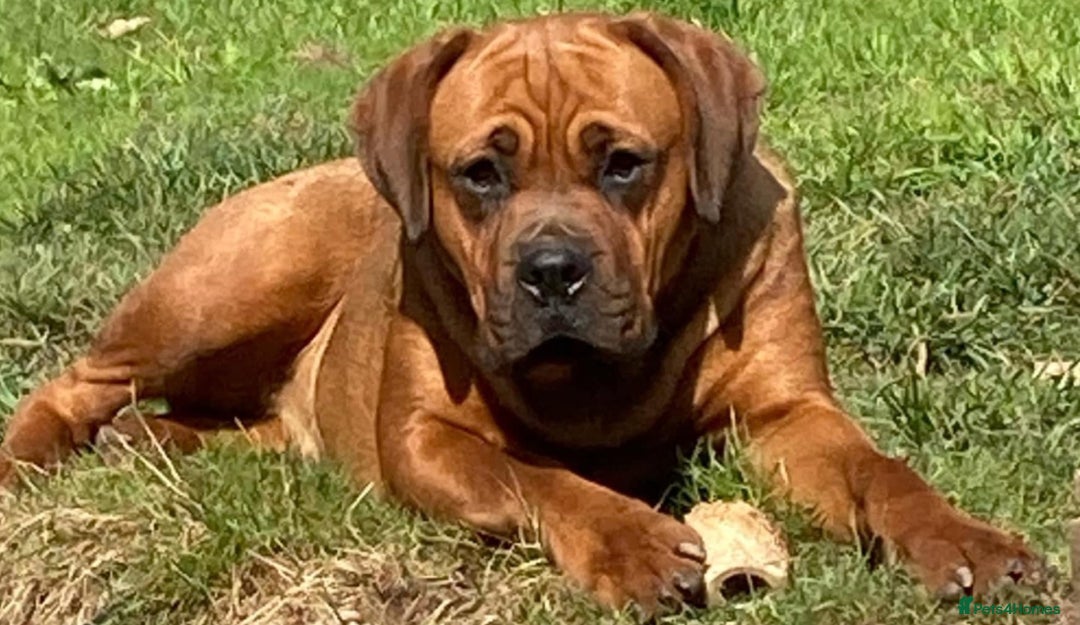 Rottweiler dogs for sale: Rottyx - Advert 6