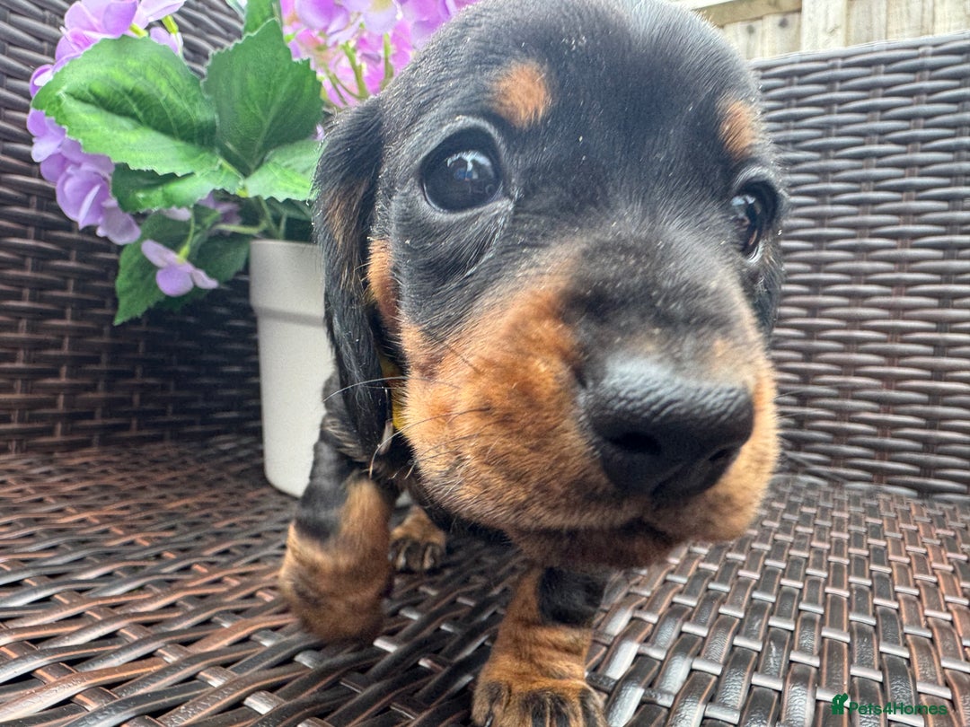 Miniature Dachshund dogs for sale: Reduced*KC, PRA clear mini Dachshund puppies - Image 18