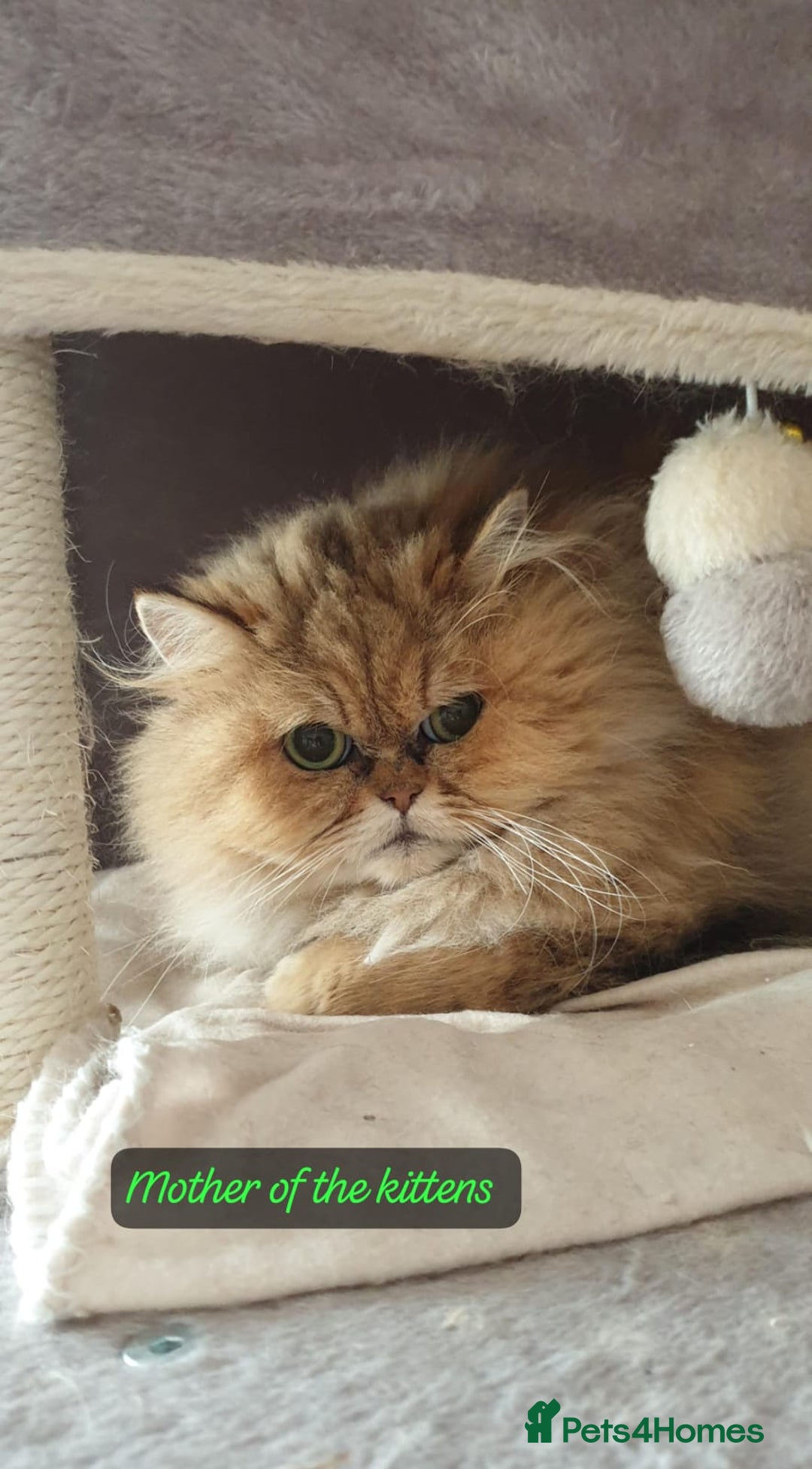 Persian cats for sale: 💖Beautiful Pedigree Chinchilla Persian Kittens. - Advert 12
