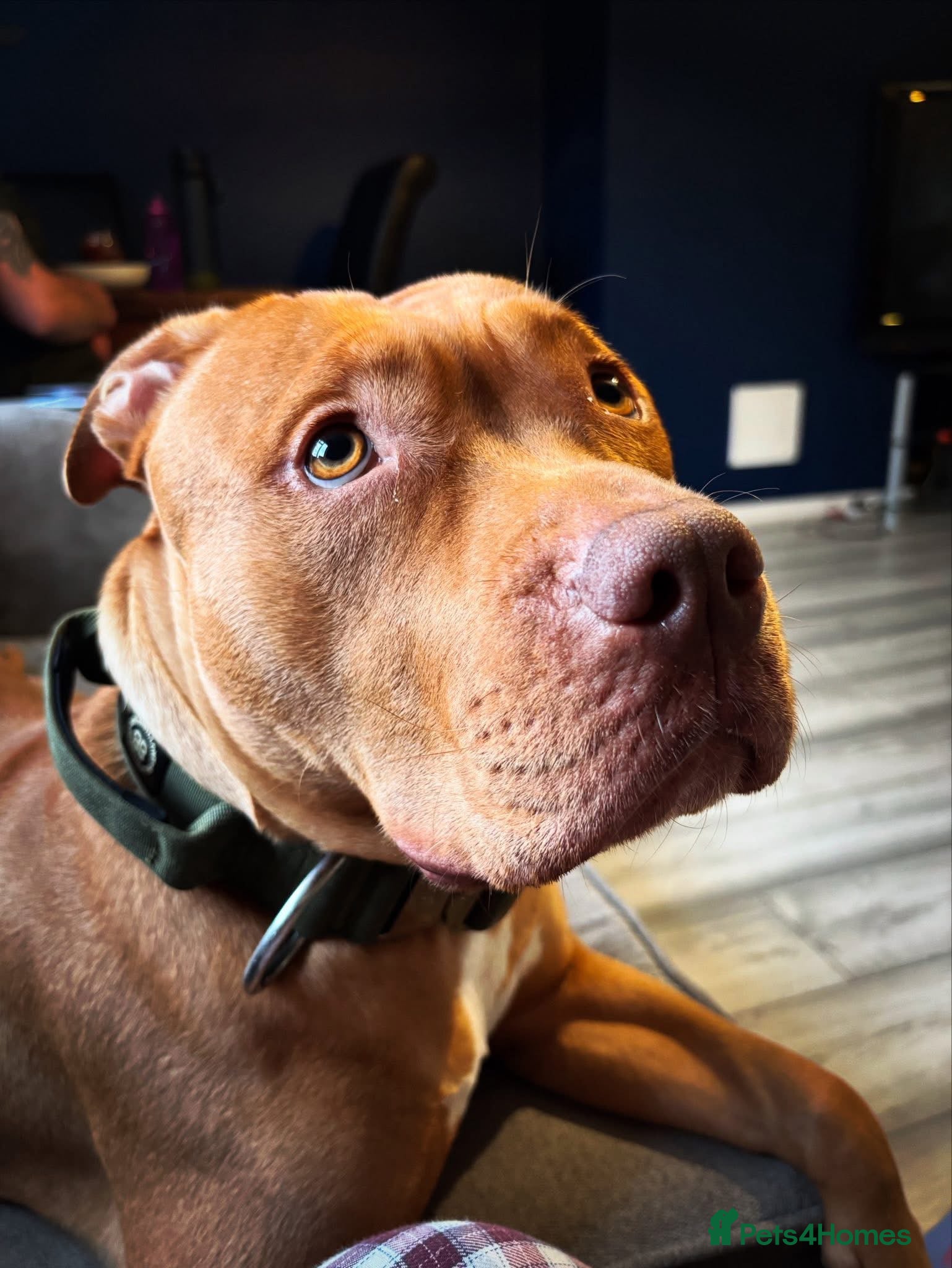 Mixed Breed dogs Loving staffy x American bully seeks forever home - Advert 6