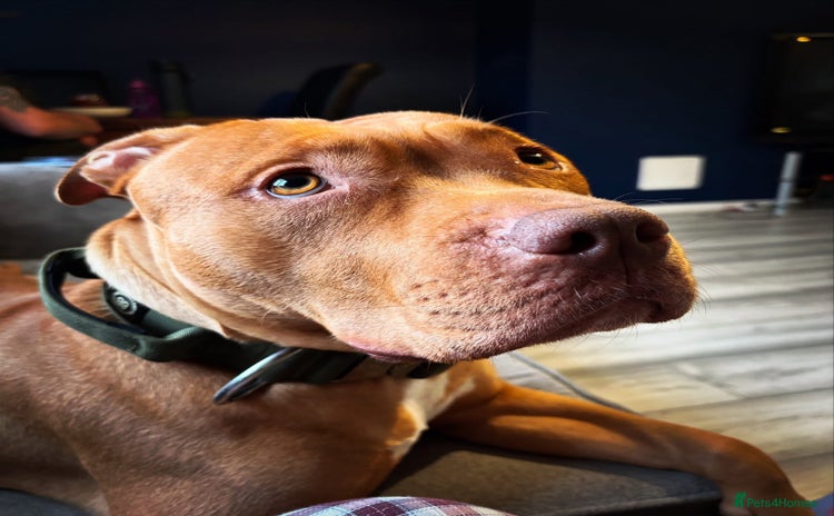 Mixed Breed dogs Loving staffy x American bully seeks forever home - Advert 3