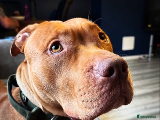 Mixed Breed dogs Loving staffy x American bully seeks forever home - Advert 2