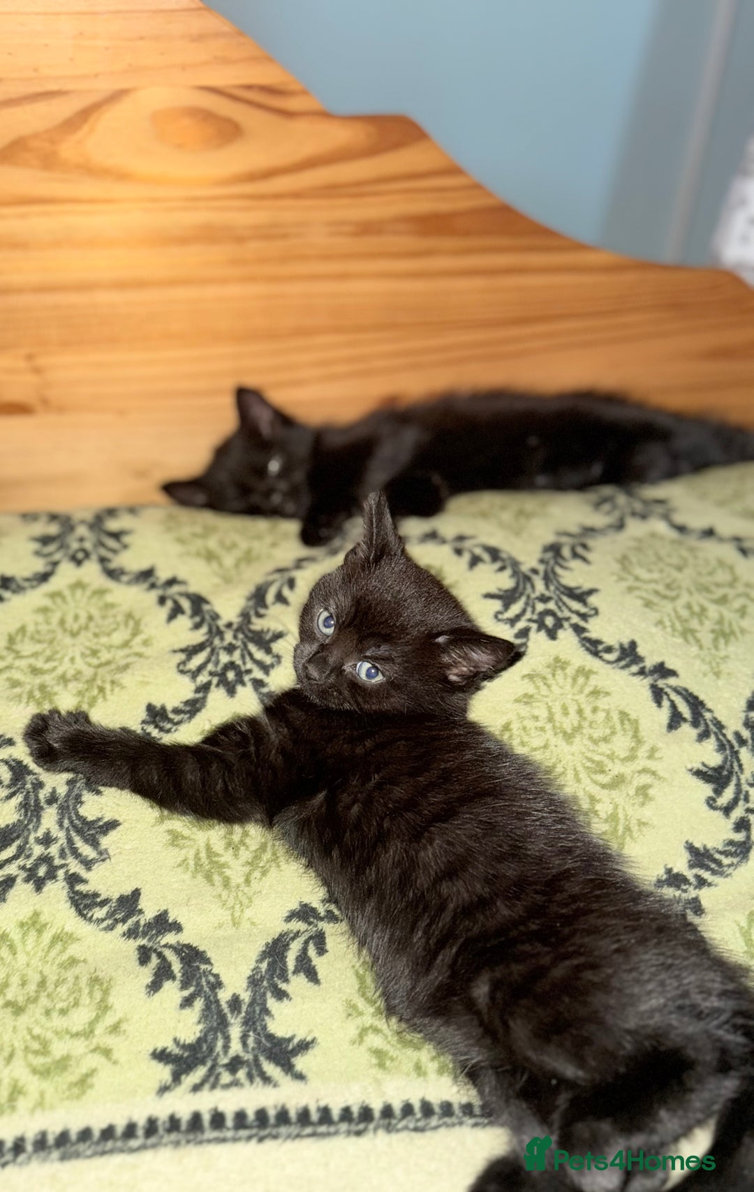 Ragdoll cats for sale: 3 x Female Kittens Ready Now  - Image 6