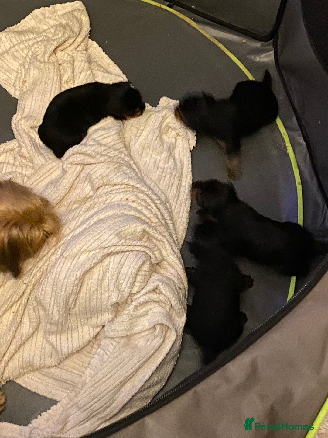 Yorkshire Terrier dogs for sale: 2 Boys 2 Girls Yorkshire Terriers for sale - Advert 16