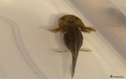 Axolotl reptiles for sale: Axolotl - Image 2