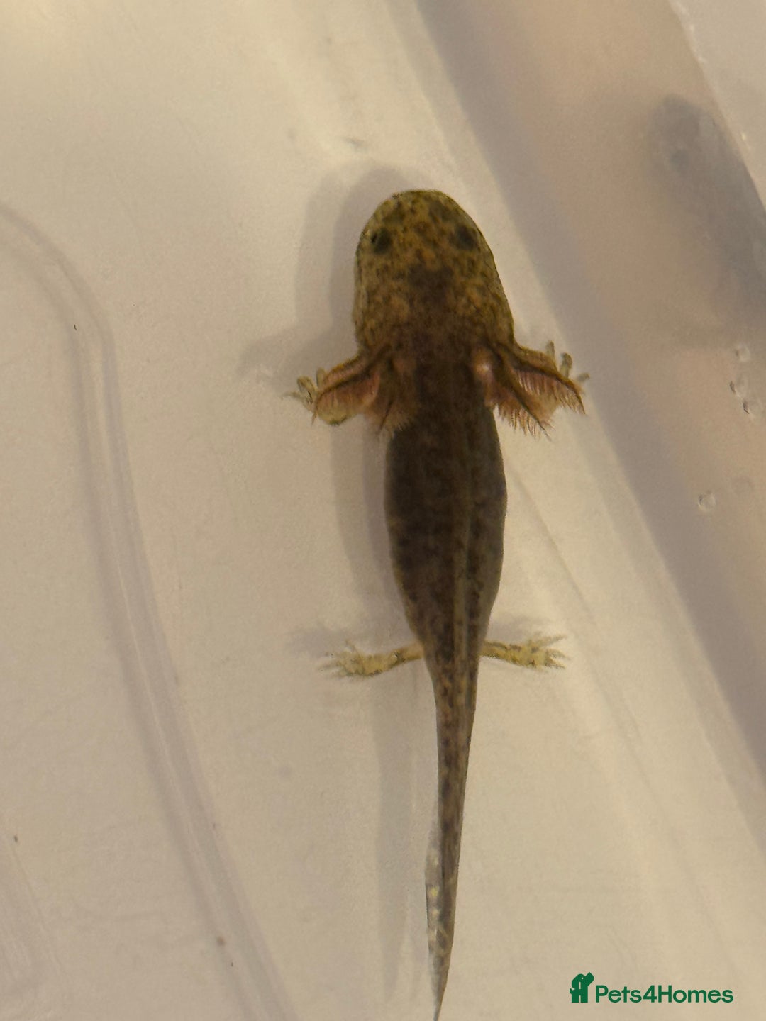 Axolotl reptiles for sale: Axolotl - Image 2