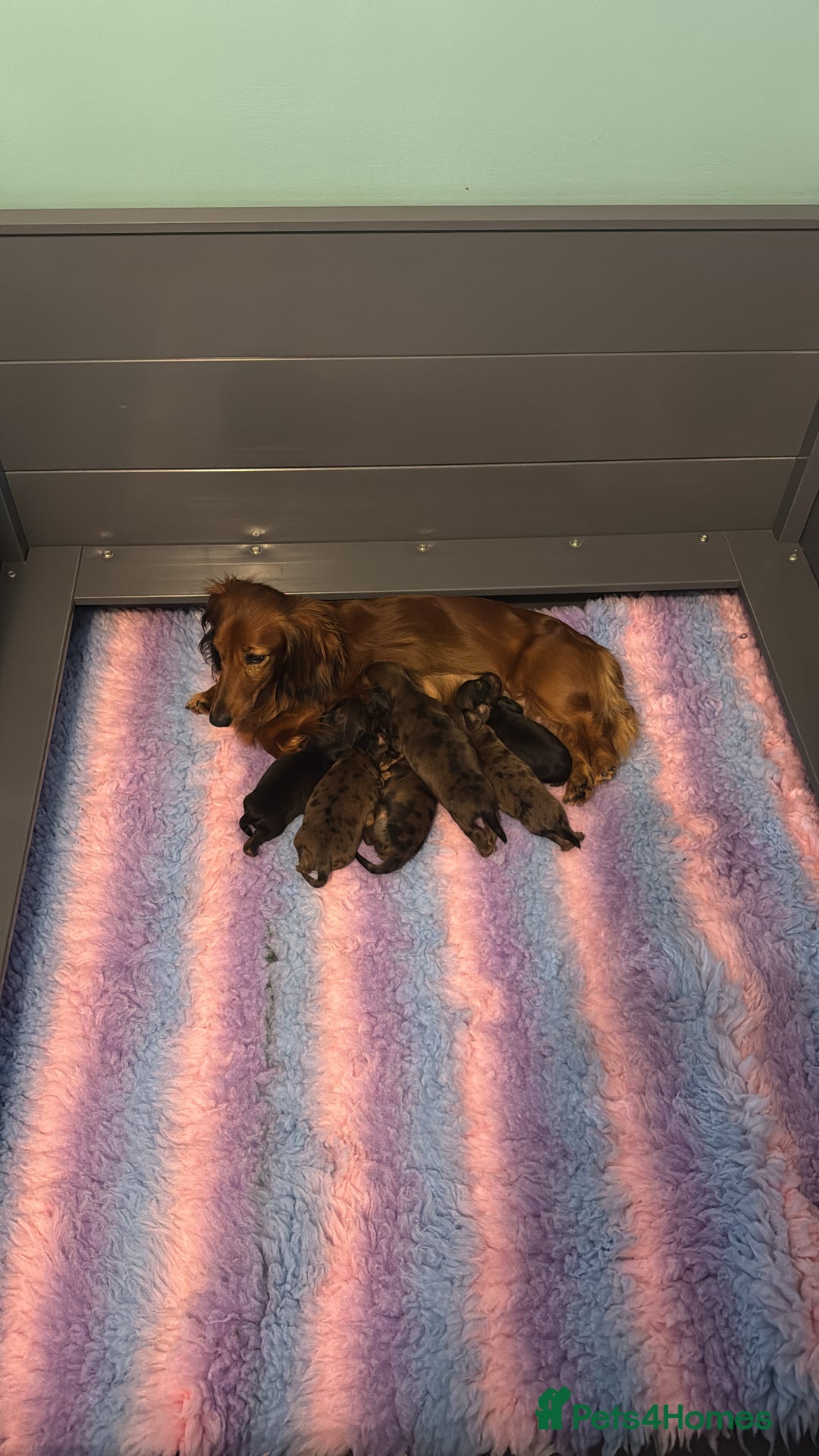 Miniature Dachshund dogs for stud: Silver dapple miniature longhaired dachshund stud in Stowmarket - Image 14