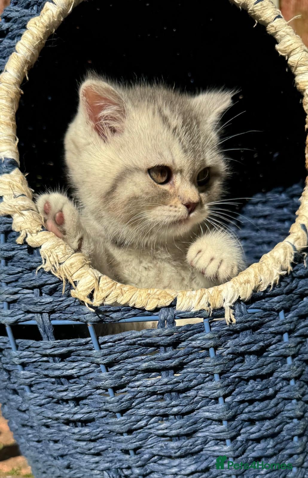 British Shorthair cats GCCF Blue BSH silver tipped *Reserve Now* - Advert 2