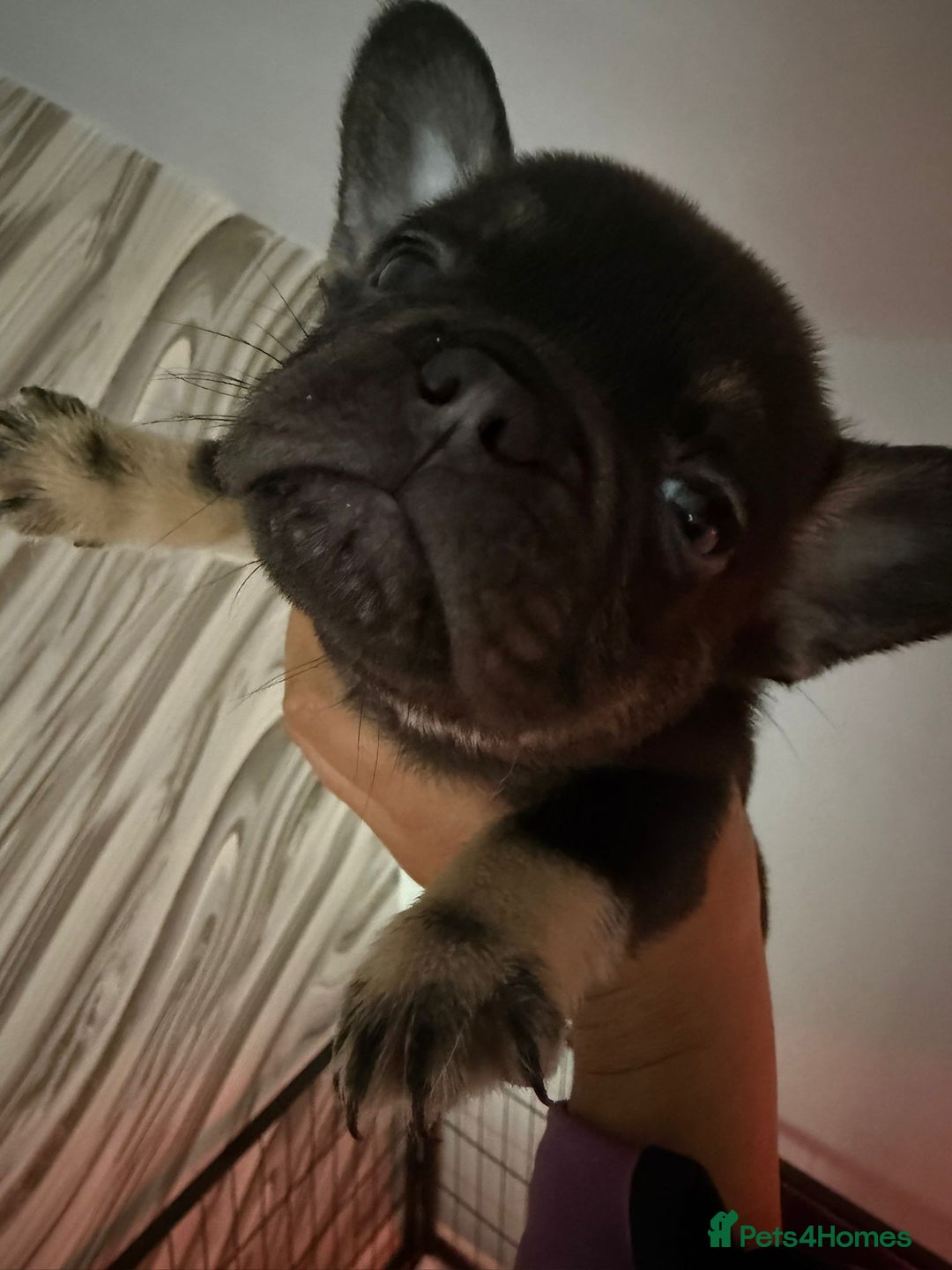French Bulldog dogs for sale: Pedagree & KC registered French bulldog - Image 17