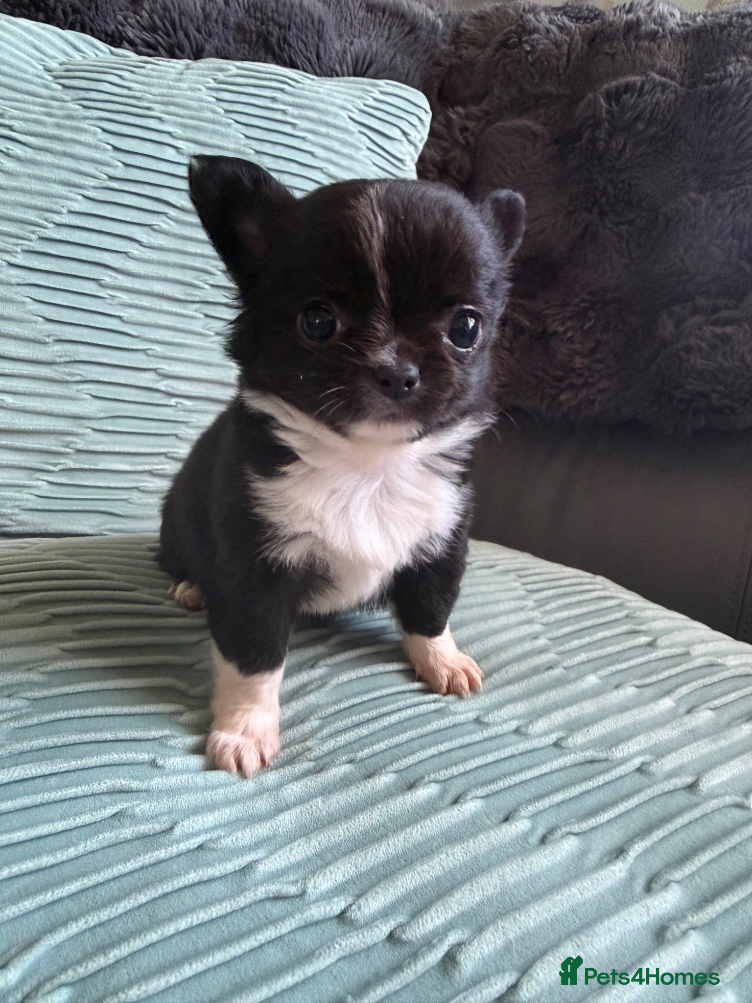 Chihuahua dogs Stunning litter of 4 long coat chihuahuas  - Advert 1