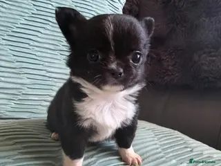 Chihuahua dogs Stunning litter of 4 long coat chihuahuas - Advert 1