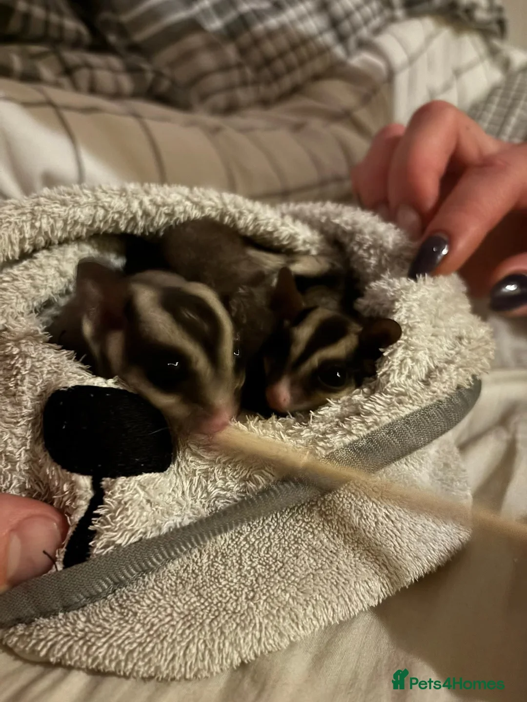 Sugar Glider rodents for sale: Two beautiful sugar gliders in Stoke-on-Trent - Advert 2