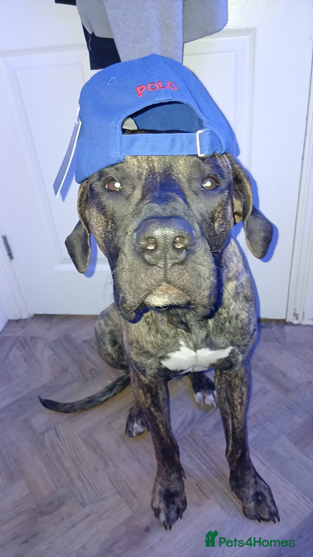 Presa Canario dogs Presa Canario  - Advert 16