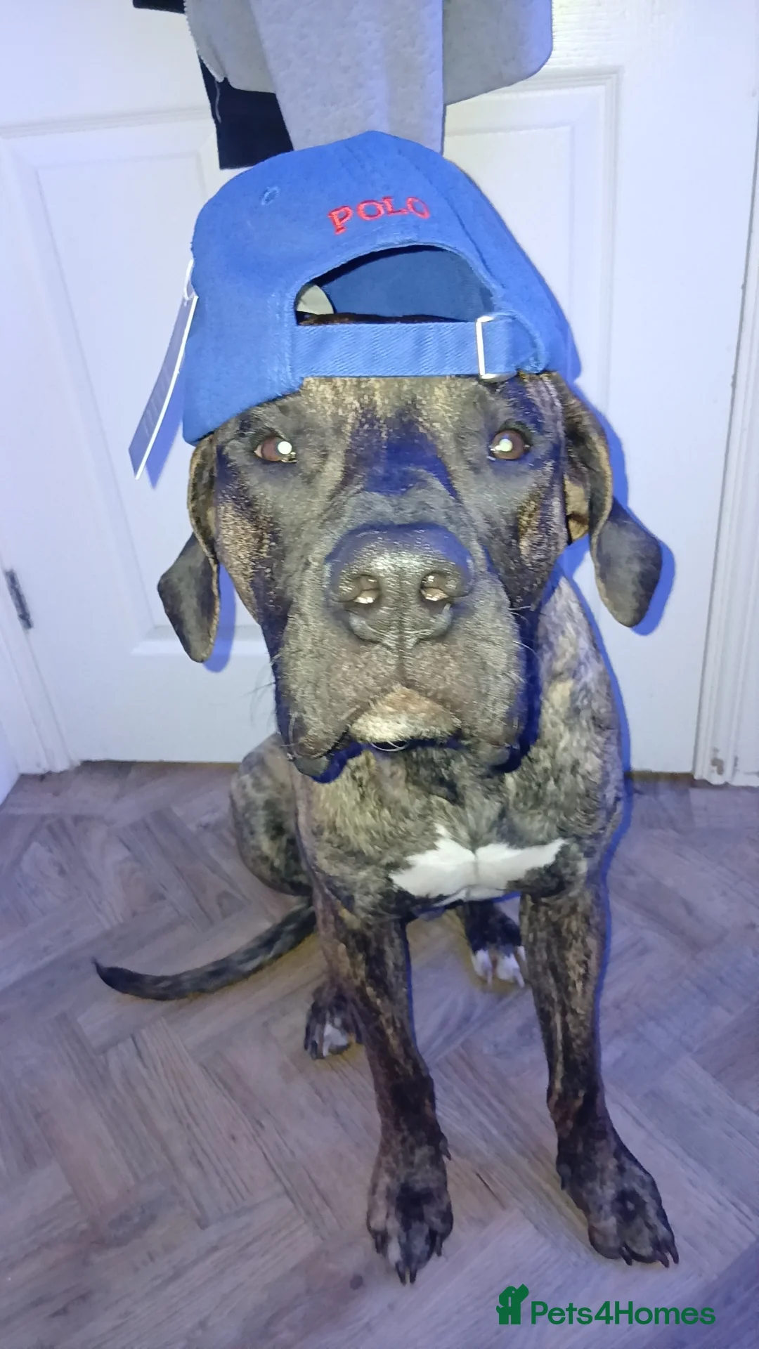 Presa Canario dogs for sale: Presa Canario  - Advert 1